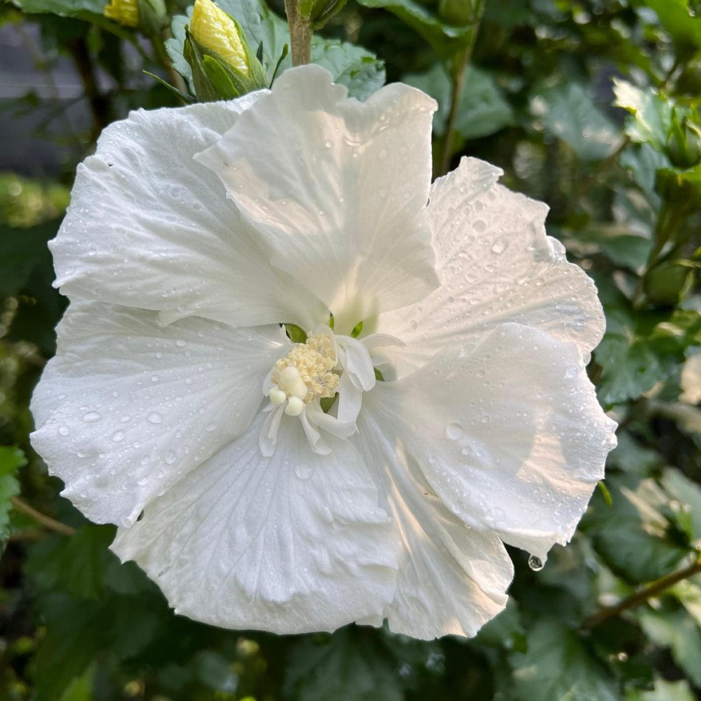 Hibiscus Syriacus Diana Althea Tree with Elegant White Blossoms