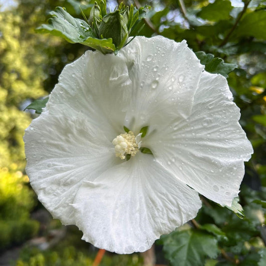Diana Althea Single White Rose of Sharon Tree with Bright Blooms