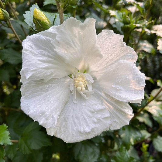 Diana Rose of Sharon Althea Shrub Showing Single White Flowers