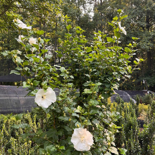 Hibiscus Diana Althea Tree with White Summer Blooms in Garden