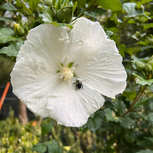 Althea Diana Single White Hibiscus Tree with Green Foliage