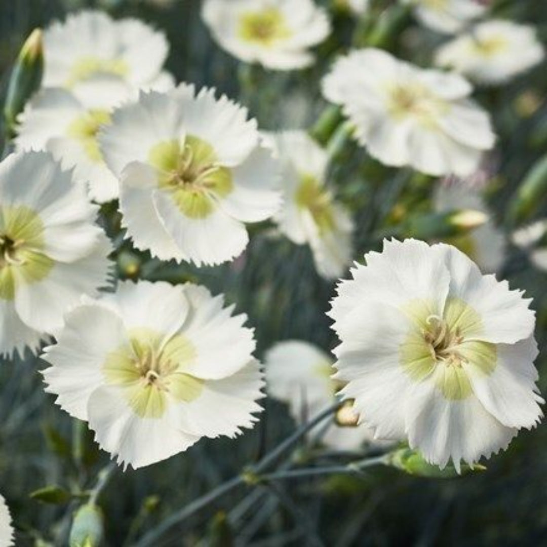 Dianthus American Pie 'Key Lime Pie' – flowering perennial