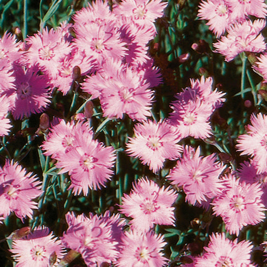 Bath’s Pink Dianthus with light pink flowersBath’s Pink Dianthus with light pink flowers