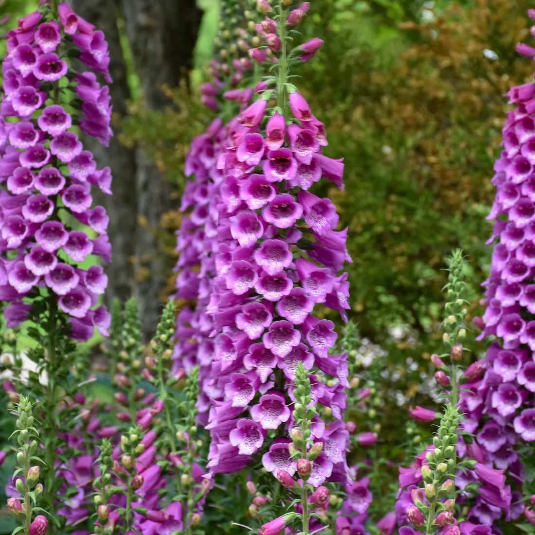 Digitalis purpurea 'Dalmatian Purple'