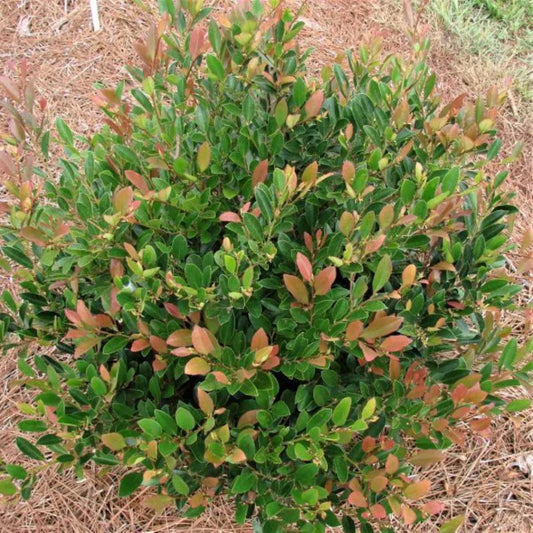 Distylium Coppertone