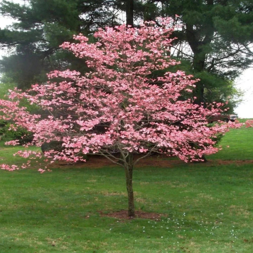 Petals and branches of blooming Cherokee Dogwood