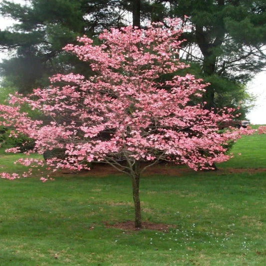 Petals and branches of blooming Cherokee Dogwood