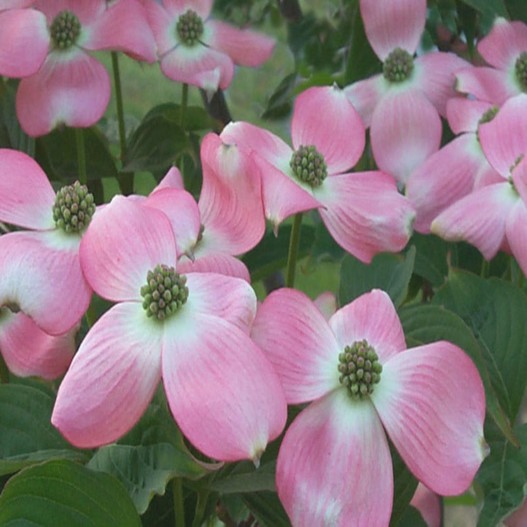 Clusters of flowers on Pink Beauty Hybrid Dogwood Tree