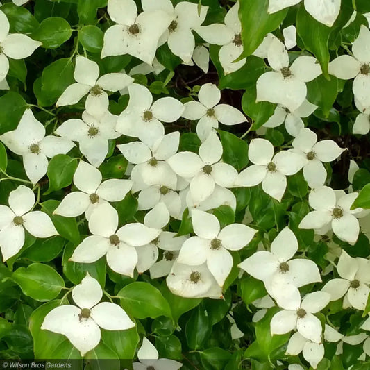 Greensleeves Kousa Dogwood tree close-up of flowers