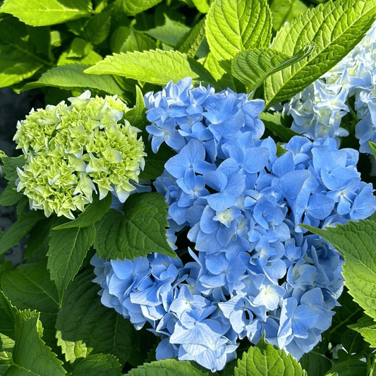 Floral borders brightened by Hydrangea Macrophylla Dooley blooms