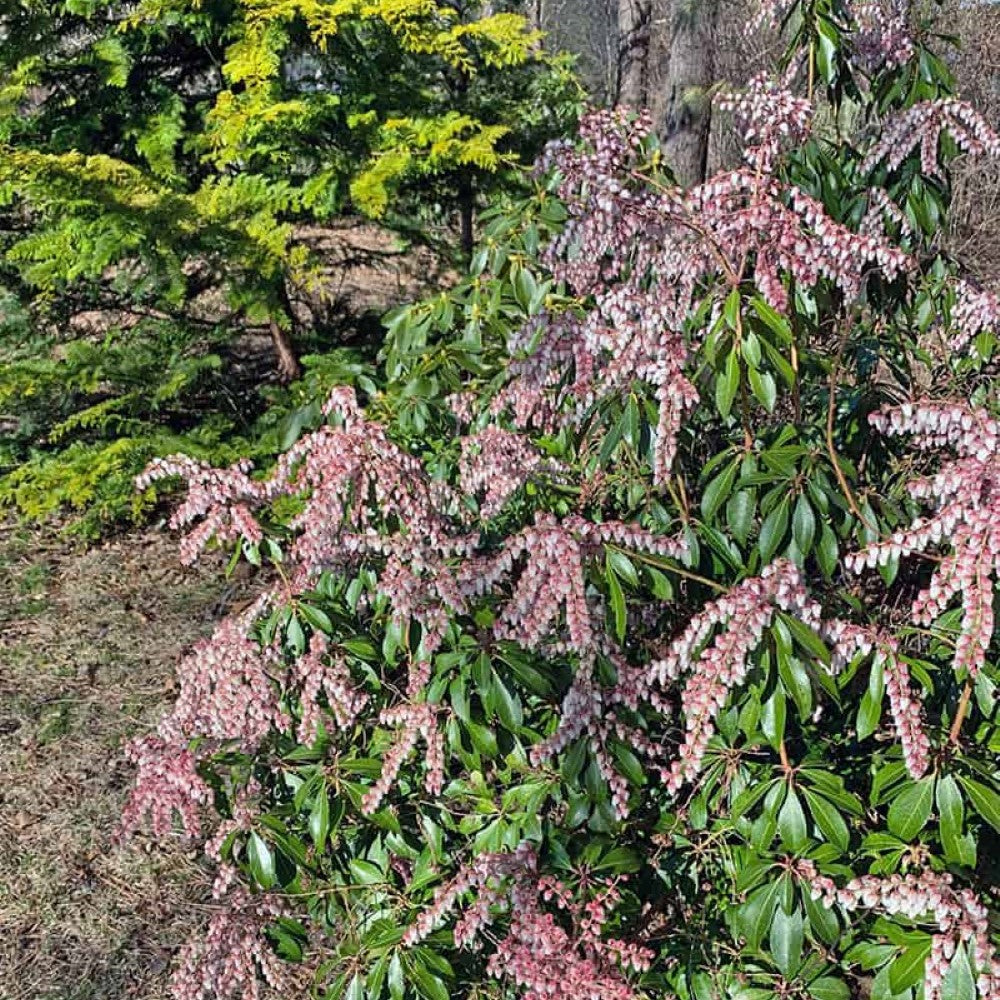 Japanese Andromeda Dorothy Wycoff flowering ornamental shrub
