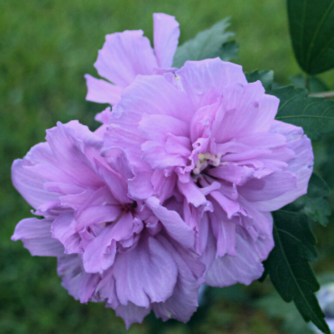 Close-up of Double Purple Althea flower bloom details