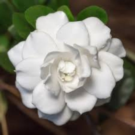 Potted Double Mint Gardenia shrub showing healthy foliage and compact growth.