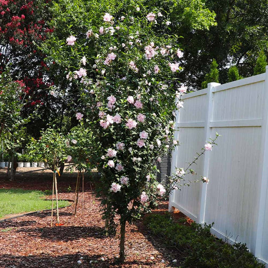 Lady Stanley Althea tree form with double pink Rose of Sharon flowers in bloom