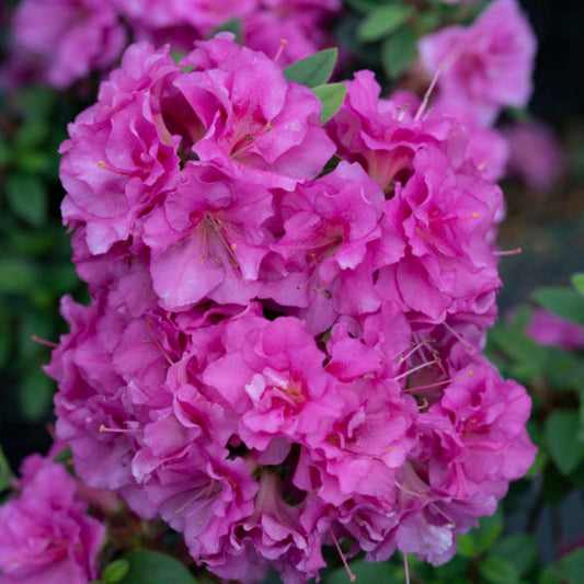 Perfecto Mundo Double Purple Reblooming Azalea – flowering tree