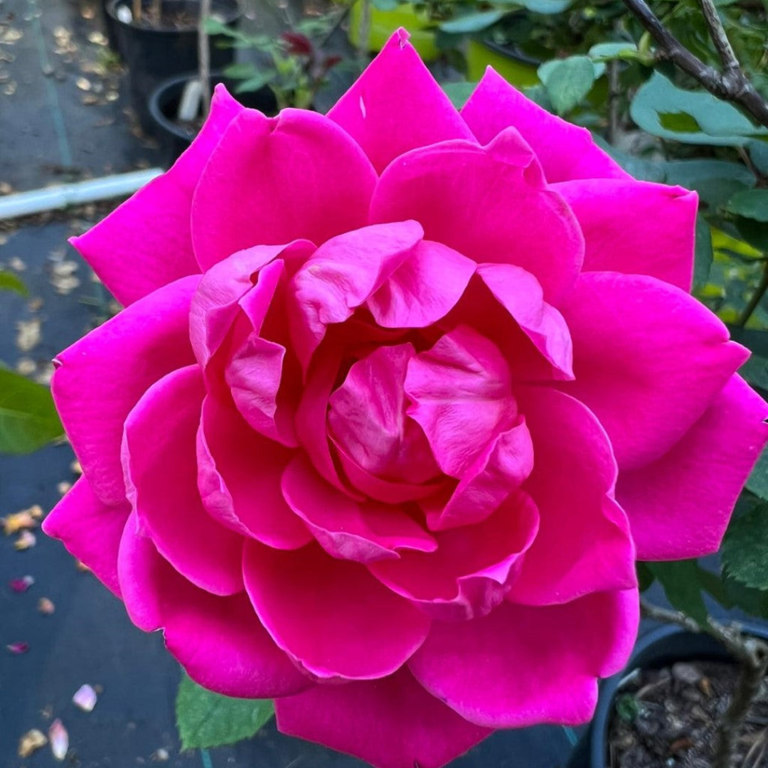 Double Pink Knock Out Rose blooming with layered pink flowers