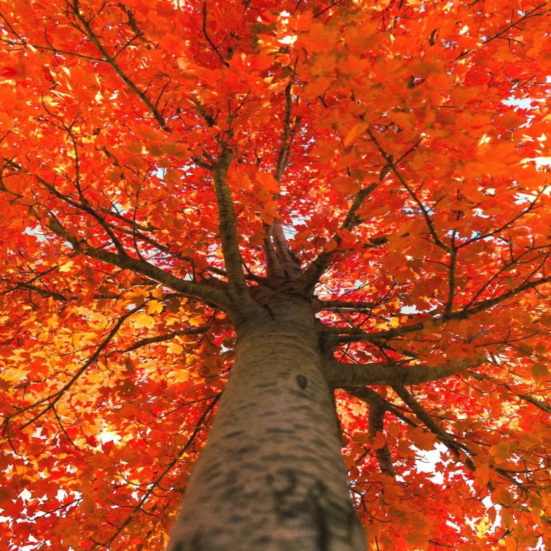 October Celebration Maple