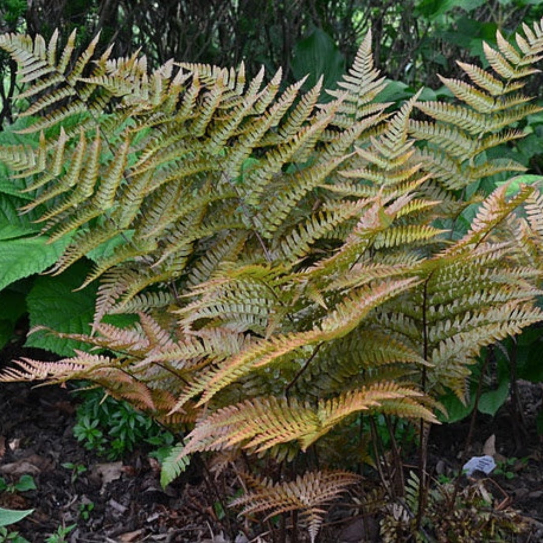 Autumn Fern Dryopteris erythrosora new growth