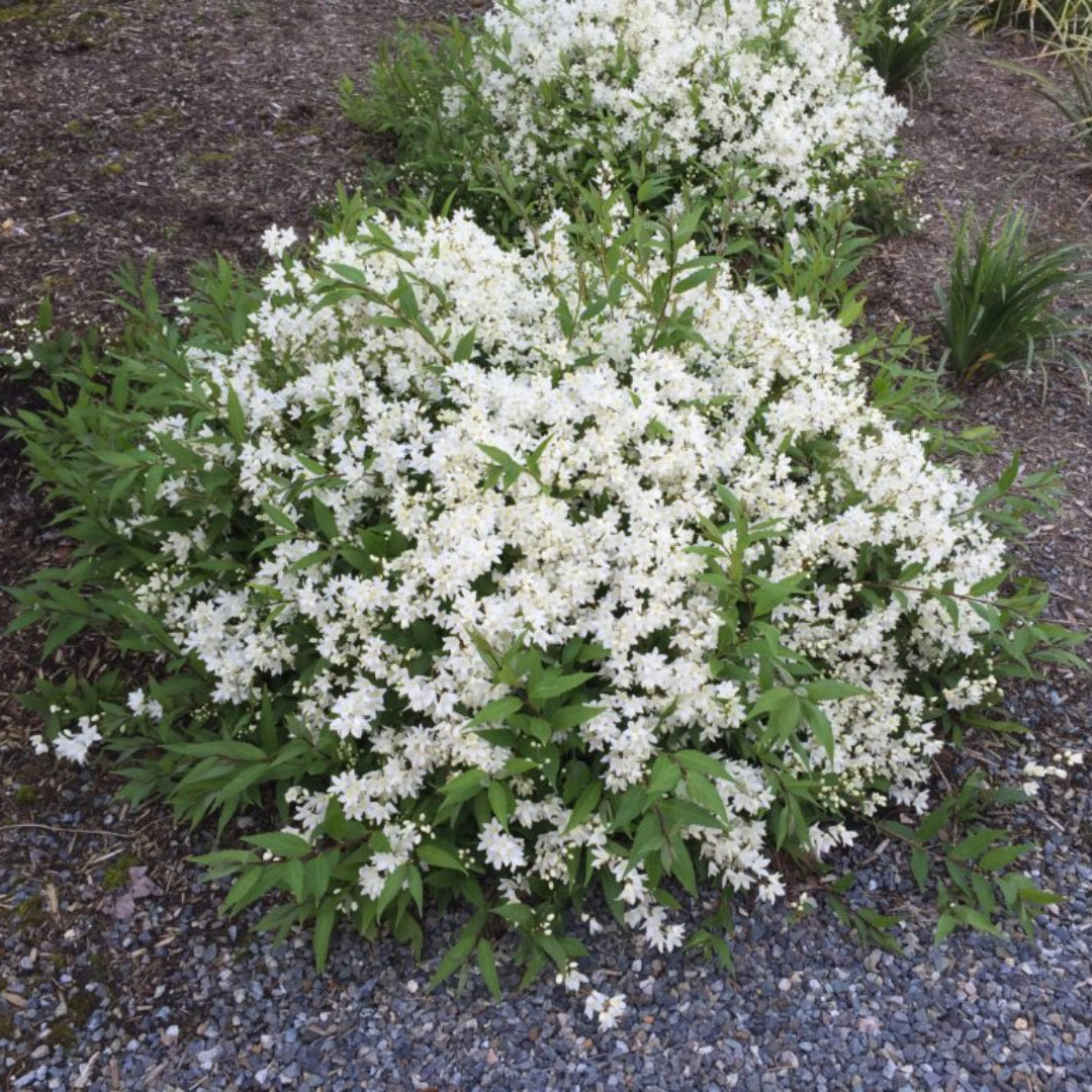 Deutzia gracilis compact flowering shrub with dense white blooms