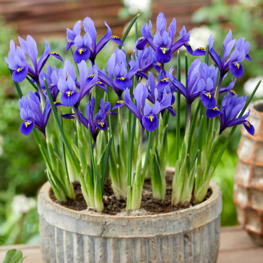 homeandgardensforless.com