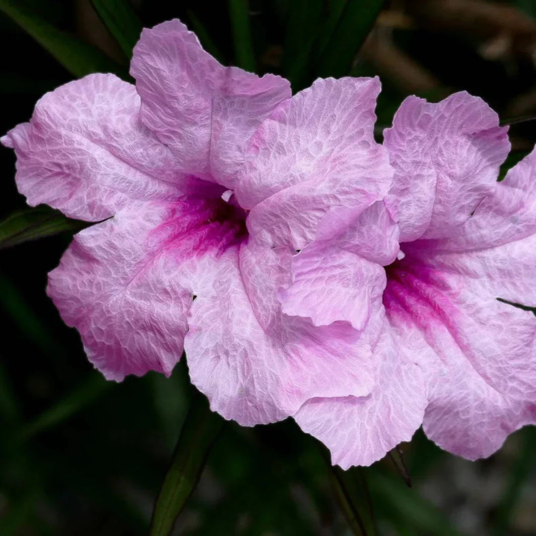 homeandgardensforless.com