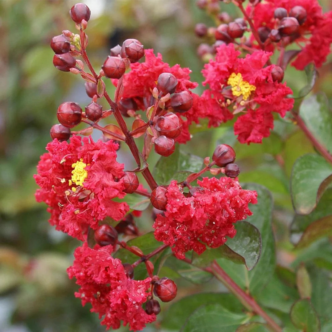 Red Bloom Crape Myrtle Tall Flowering Tree