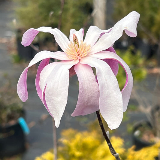 Fully blooming Leonard Messel Magnolia showcasing vibrant pink, star-shaped flowers