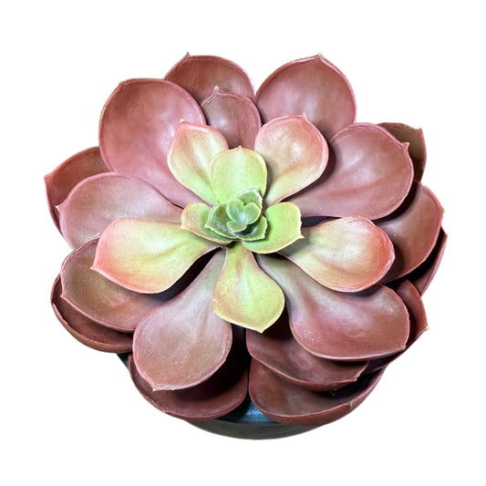 Artificial succulent plant with realistic echeveria foliage