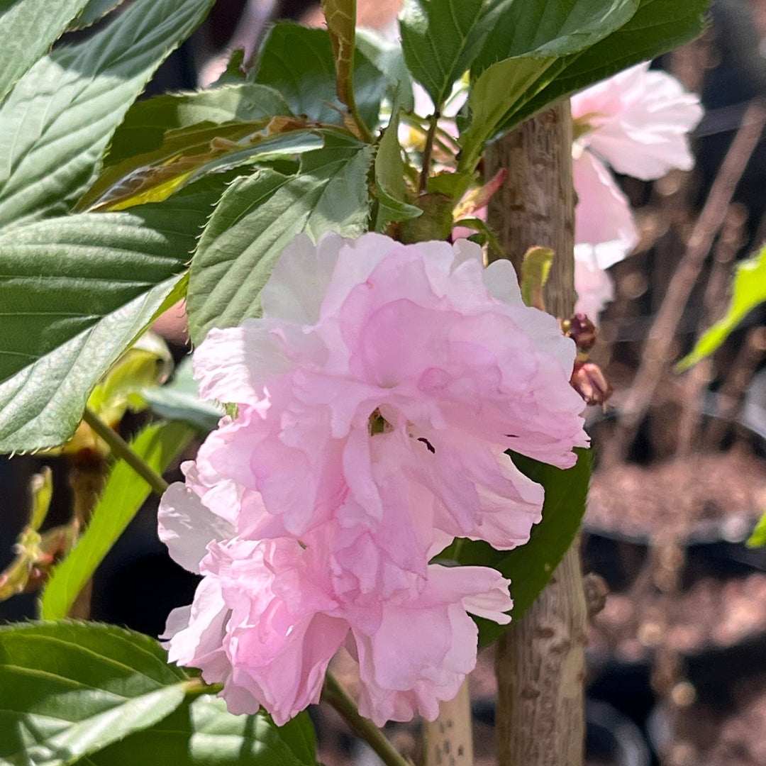 Spring landscape featuring a fully blooming Kwanzan Cherry Tree.