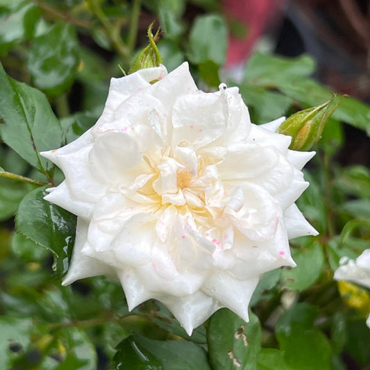 White Drift Rose spreading low with pure white blooms