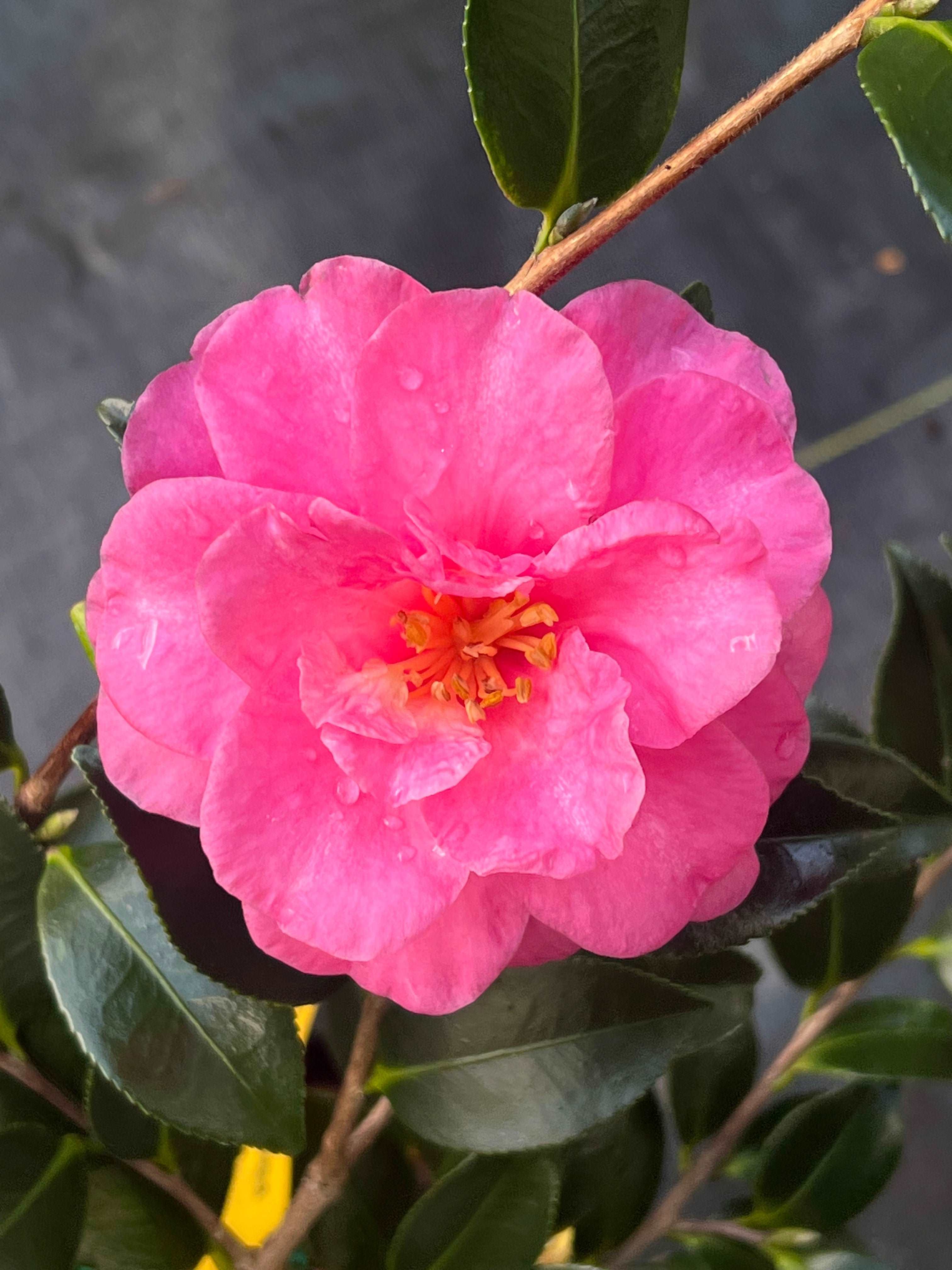 Camellia Shishi Gashira Plant