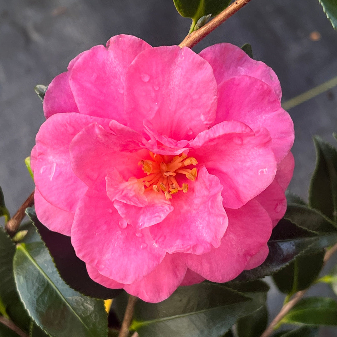 Shishi Gashira Dwarf Camellia Sasanqua