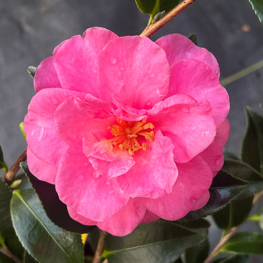 Evergreen Camellia Shishi Gashira with vibrant pink blossoms