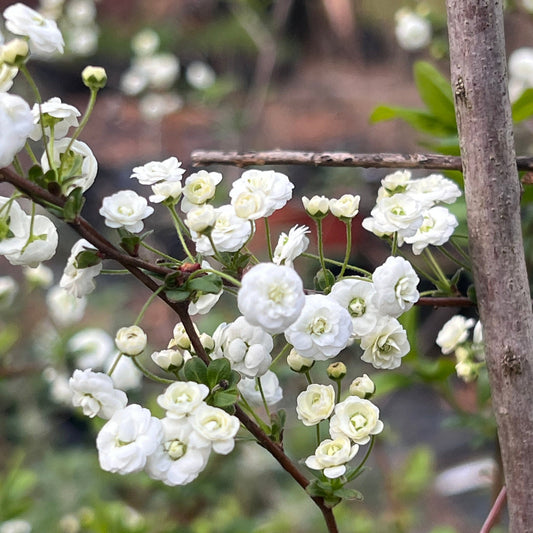 Spirea Prunifolia