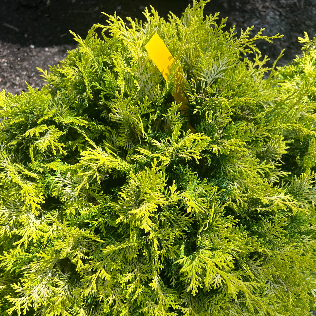 Cripps Hinoki Cypress foliage with textured, fan-shaped leaves