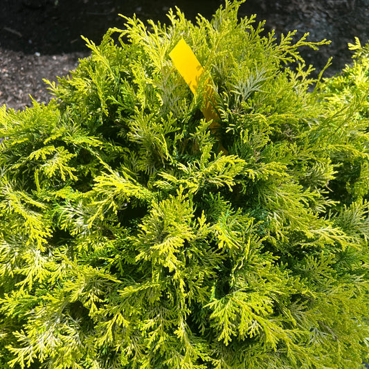 Cripps Hinoki Cypress foliage with textured, fan-shaped leaves