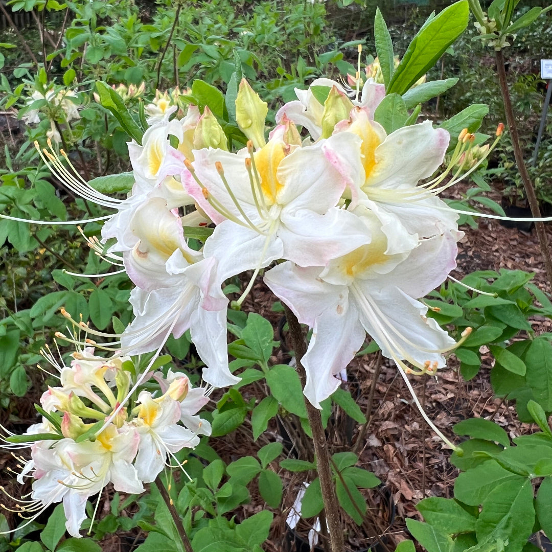 Darlin's Dream Azalea