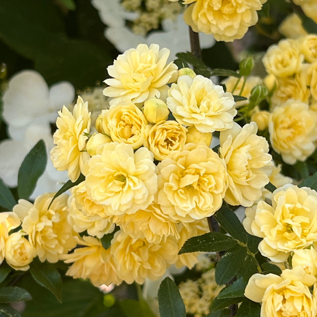 Climbing Yellow Lady Banks Rose plant with yellow blooms