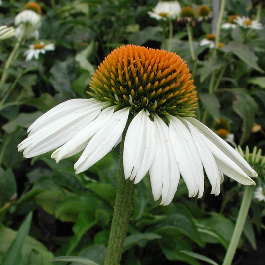 White Swan Coneflower with golden centers