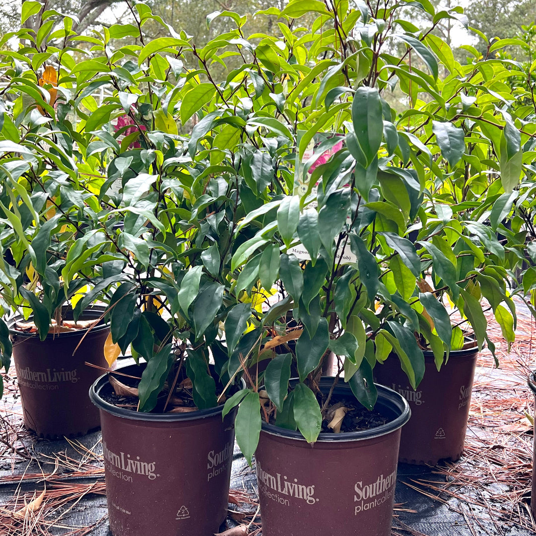 Detailed shot of Stellar Ruby Magnolia flower highlighting its vivid color and texture