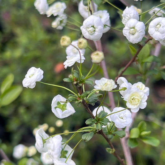 Spirea Prunifolia