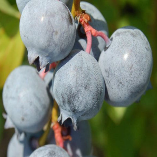 Blue Suede Blueberry plant showing heavy clusters of blue fruit