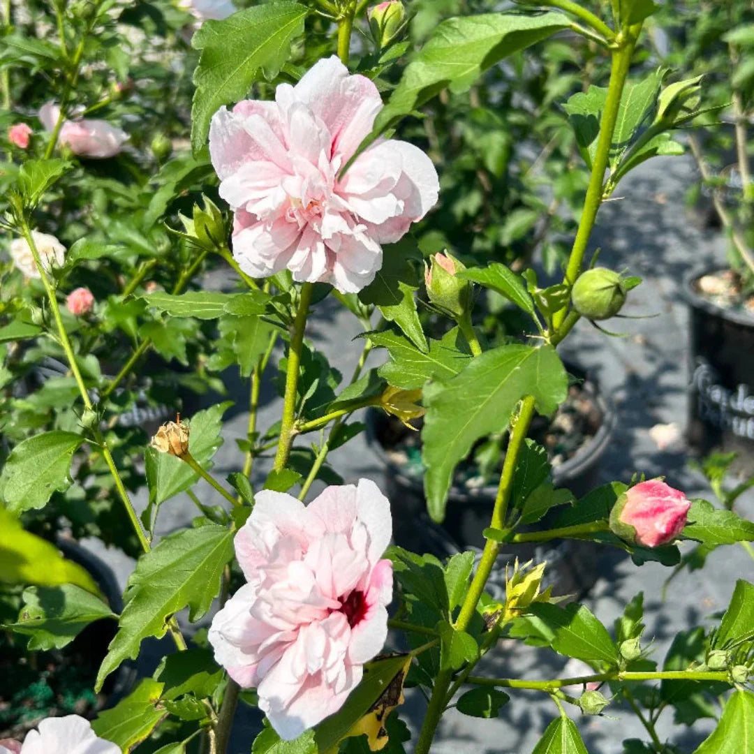Potted Strawberry Smoothie Hibiscus flowering plant ideal for patio and container gardening