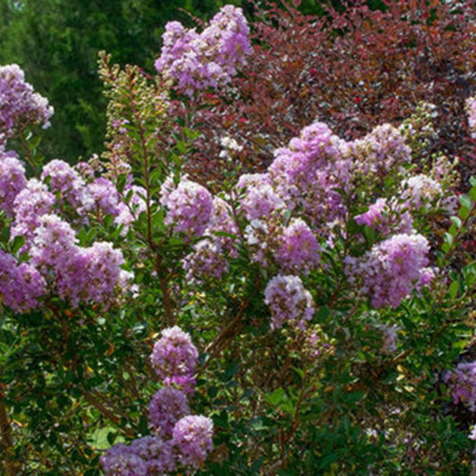 Early Bird Lavender crape myrtle planted in landscape with vibrant lavender flowers