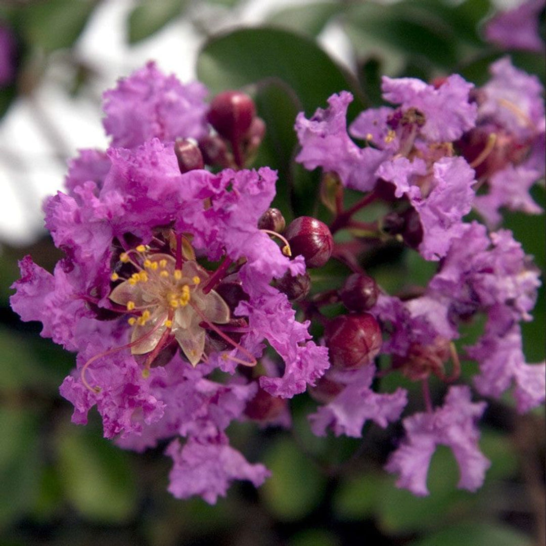 Close up of Early Bird Lavender crape myrtle flowers showing rich purple spring blooms
