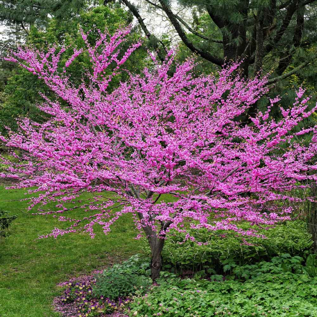 Eastern Redbud tree showing vibrant pink flowers and compact landscape shape