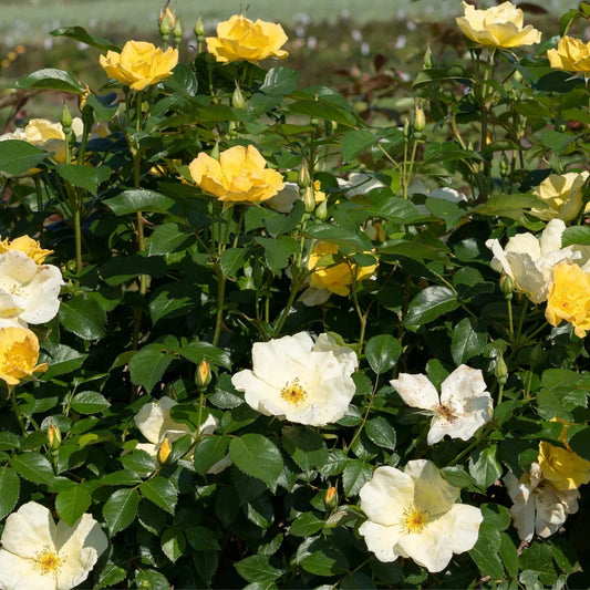 Container planted Easy Bee-zy Knock Out Rose with healthy leaves