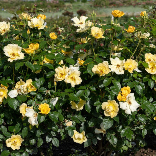 Golden blossoms brighten the Easy Bee-zy Knock Out Rose