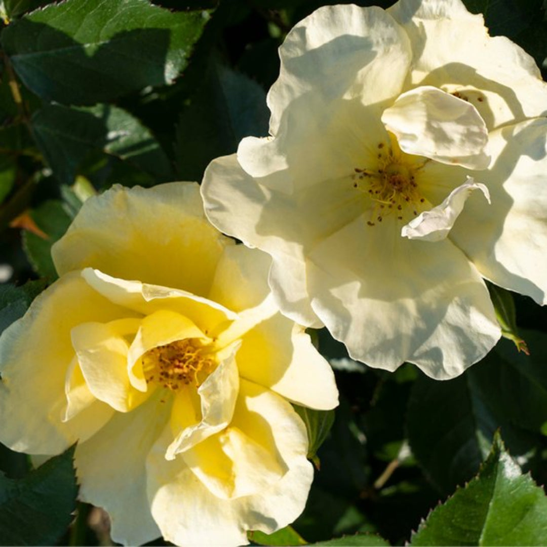 Green foliage surrounds blooming Sunny Knockout Rose flowers