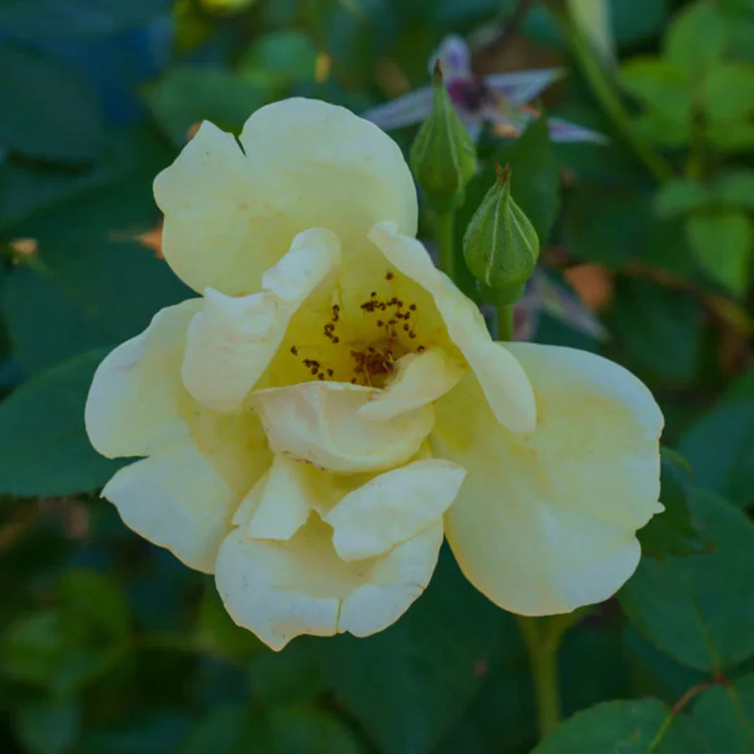 Outdoor landscape shows thriving Easy Bee-zy Knock Out Rose